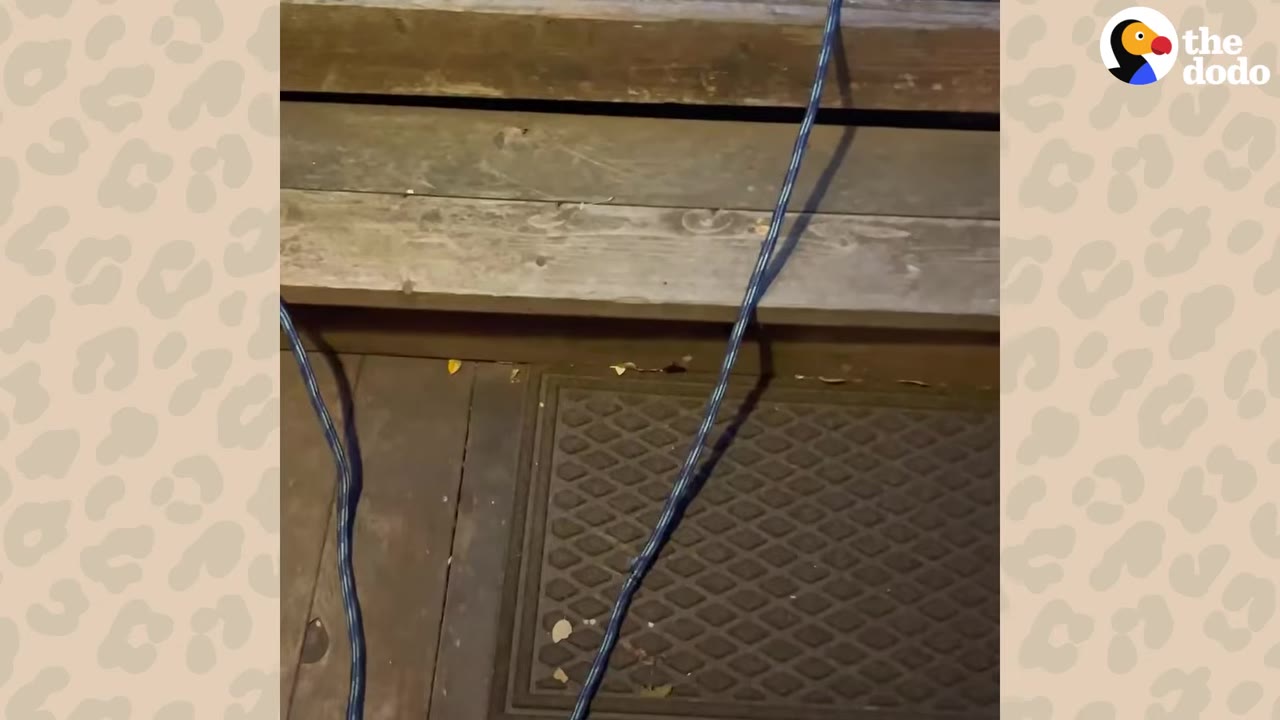 A view of wooden steps and a dark doormat at night, with a blue rope running across them under dim lighting.