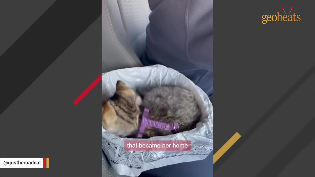 A small tabby kitten wearing a purple harness curled up asleep inside a white plastic-lined container in a car.