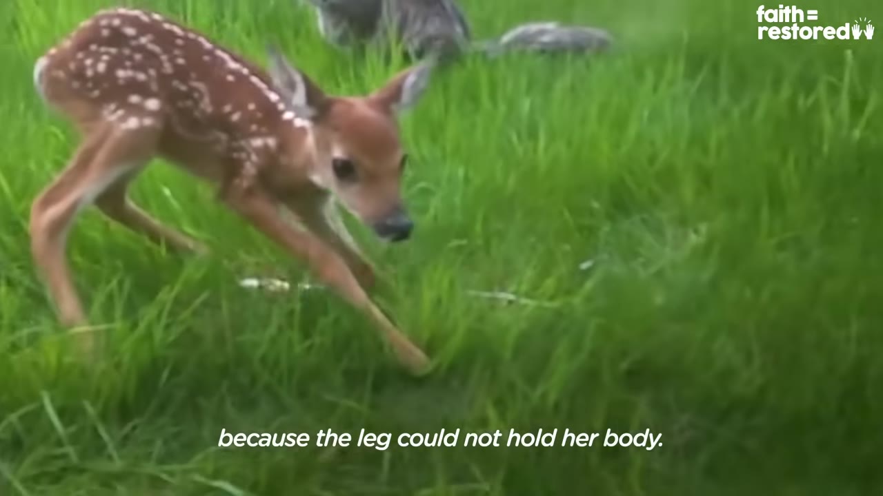 A small spotted fawn struggles to stand on its weak legs in a grassy field.