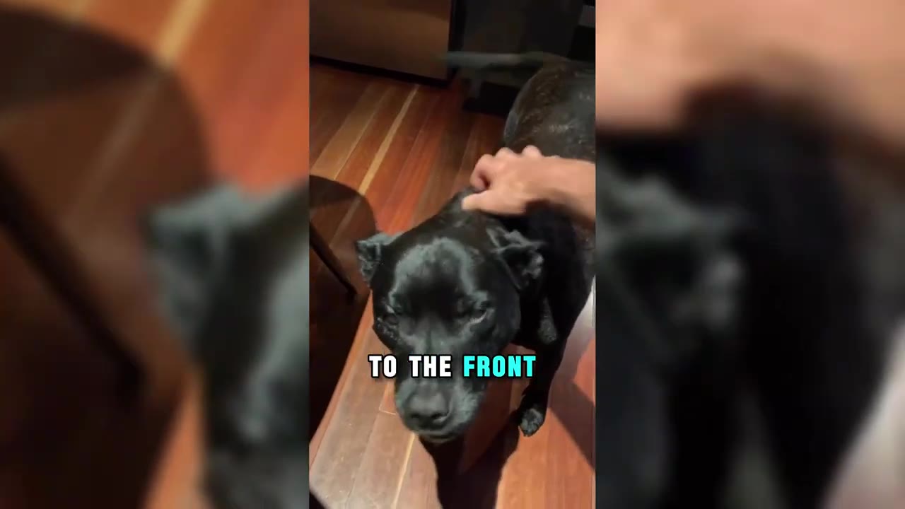 A close-up shot of a black dog being gently petted on the head by a person's hand on a wooden floor.