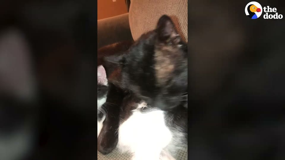 Video frame for Hide And Seek