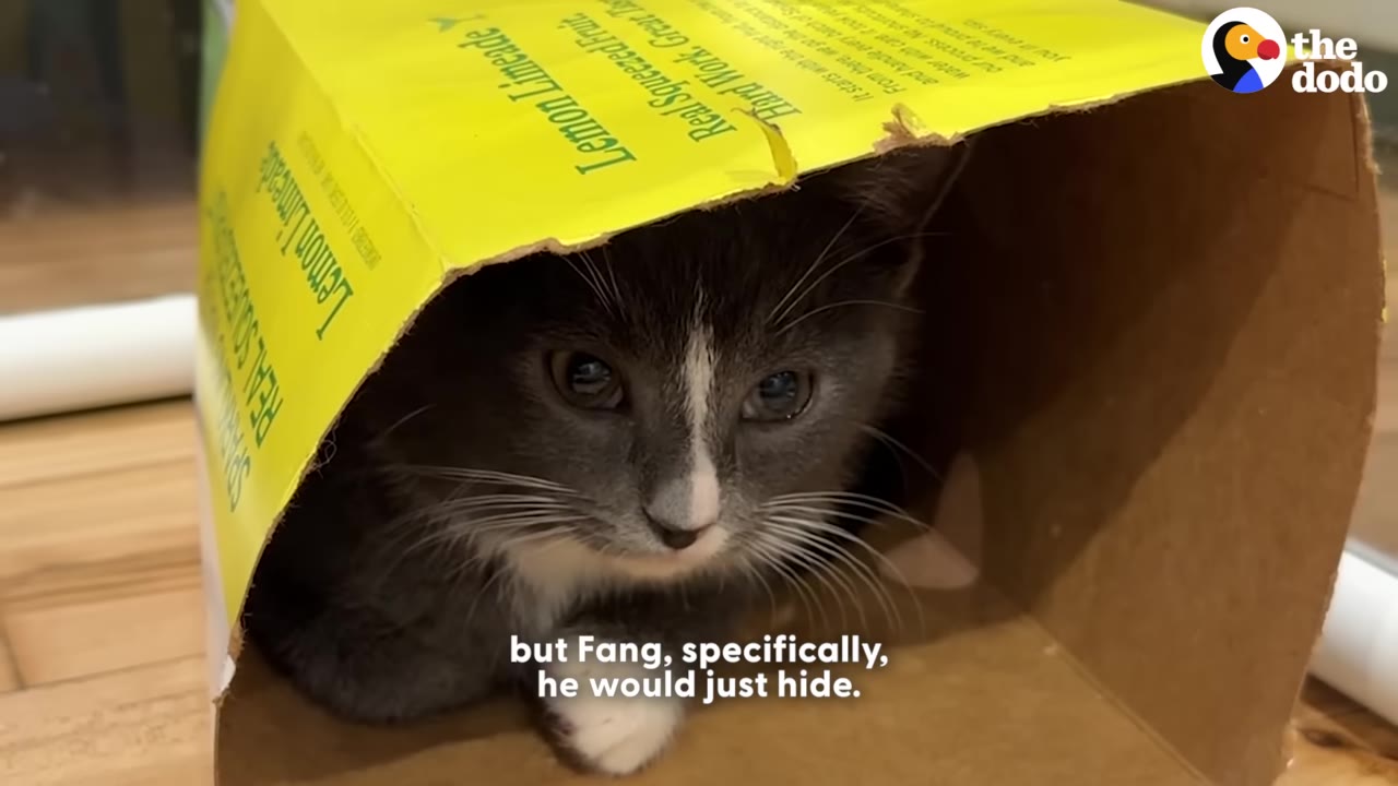 A close-up of a small grey and white kitten hiding inside a yellow cardboard box.