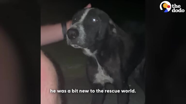 Florida Couple Gets A Late-Night Message About A Starving Dog And Makes A Decision That Changes His Life