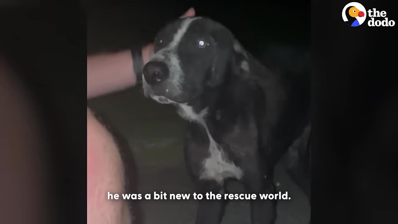 A black and white dog stands cautiously at night as a hand gently reaches out to pet its head.