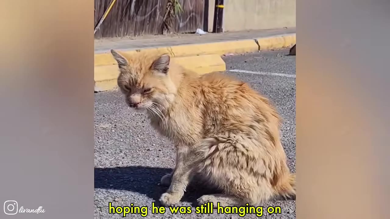 A scruffy, thin orange cat sits on an asphalt surface with a yellow curb in the background.