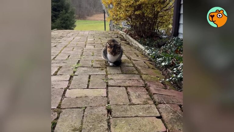 Pennsylvania Cat Ran From Anyone Who Tried To Help, But One Freezing Night Changed Her Destiny