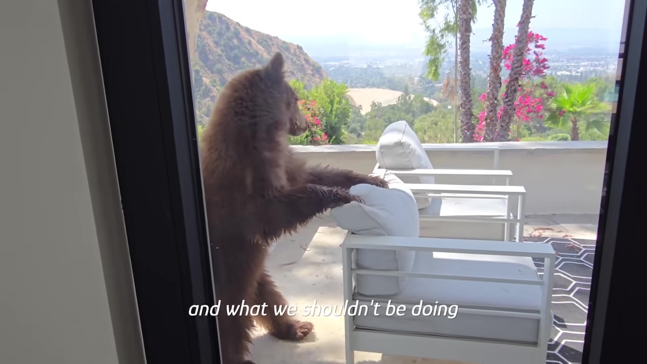 A brown bear stands on its hind legs on a residential patio, resting its front paws on a white outdoor armchair.