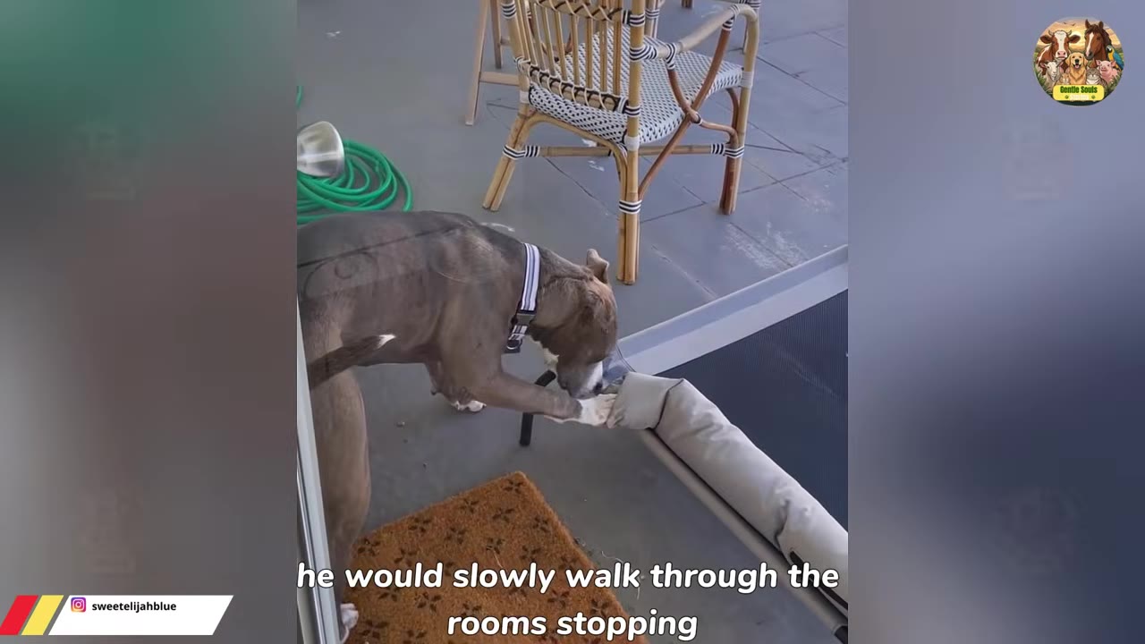 A grey and white dog cautiously sniffs a draft stopper at the threshold of an open glass door leading inside from a patio.