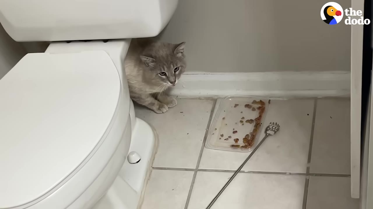 A light grey cat crouches cautiously behind a white toilet next to a plastic tray of food on a tiled bathroom floor.