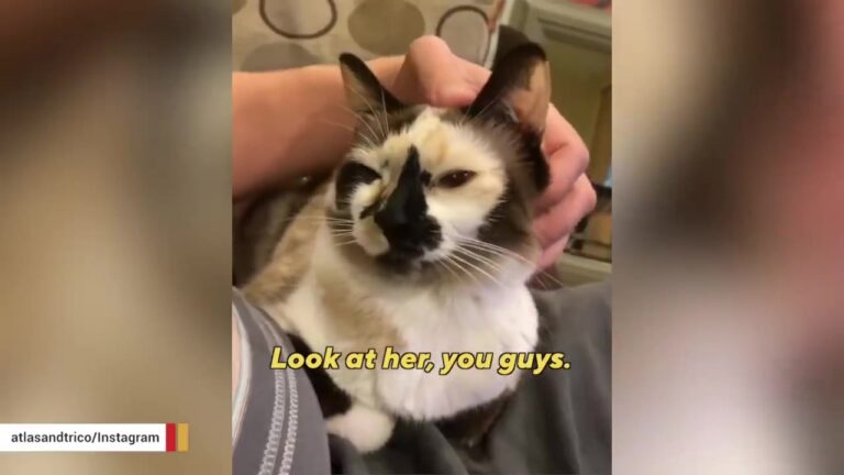 California Cat Found In A Homeless Encampment Becomes The Tiny, Demanding Queen Of Her New Home