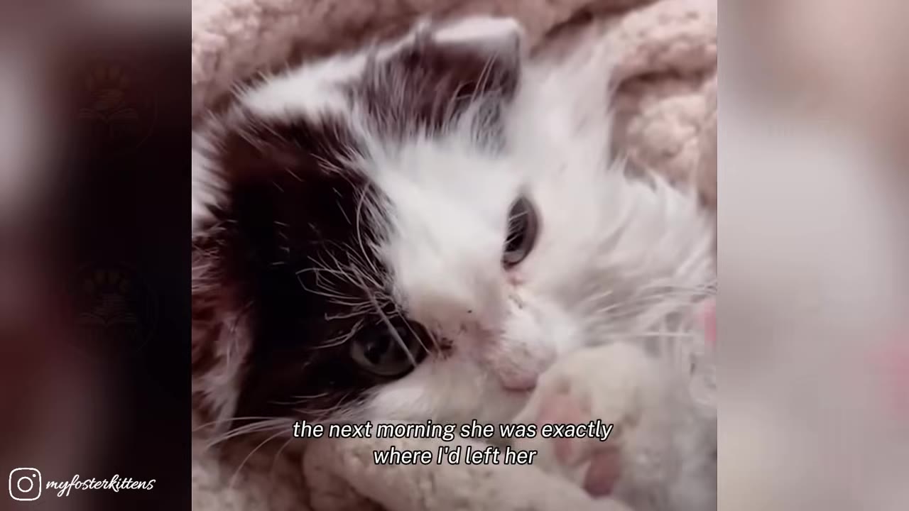 A close-up of a black and white kitten lying down on a soft pink blanket.