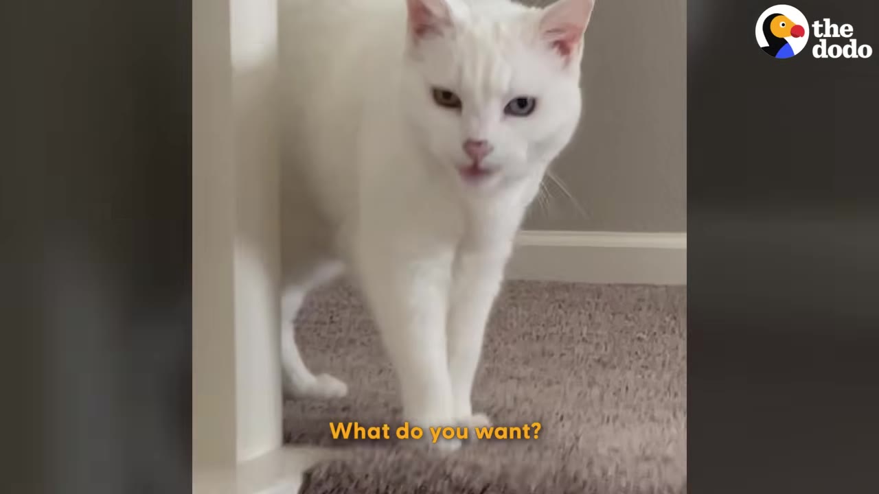 A close-up shot of a white cat with heterochromia standing on a carpeted floor, looking directly at the camera with its mouth slightly open as if vocalizing.