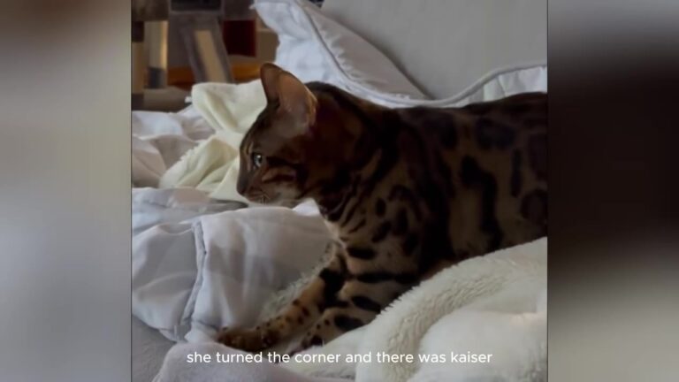 Nurse Adopts PA Shelter’s Most Aggressive Cat, But Sudden Collapse Reveals His True Heart
