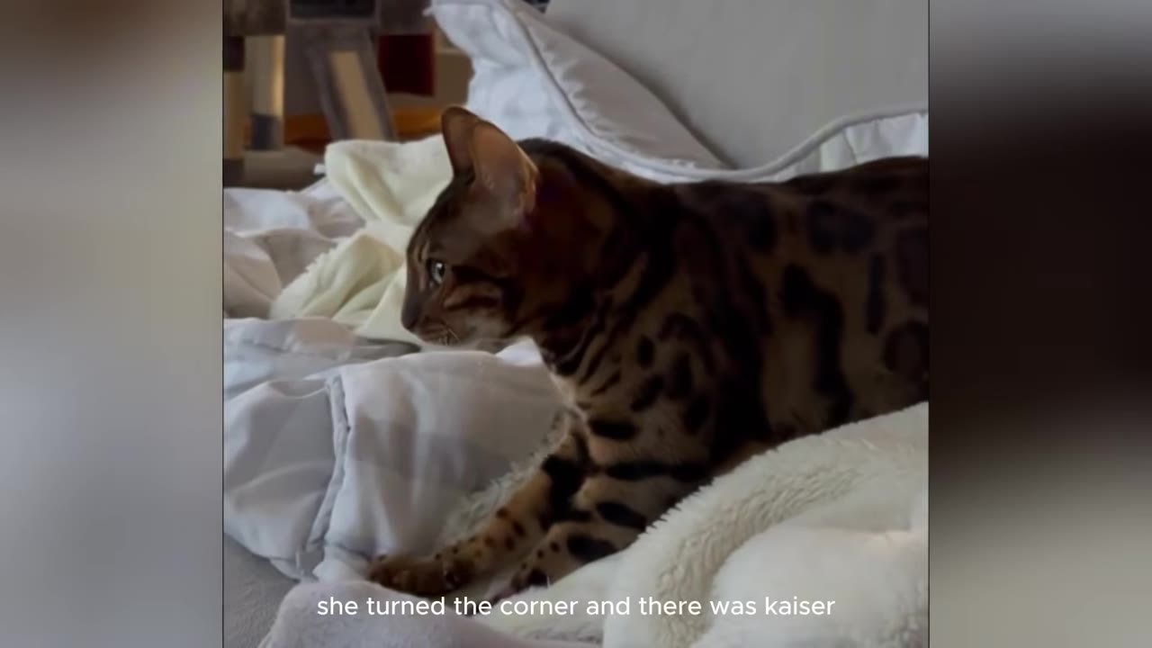 A spotted Bengal cat lies on a white bed, looking off to the side.