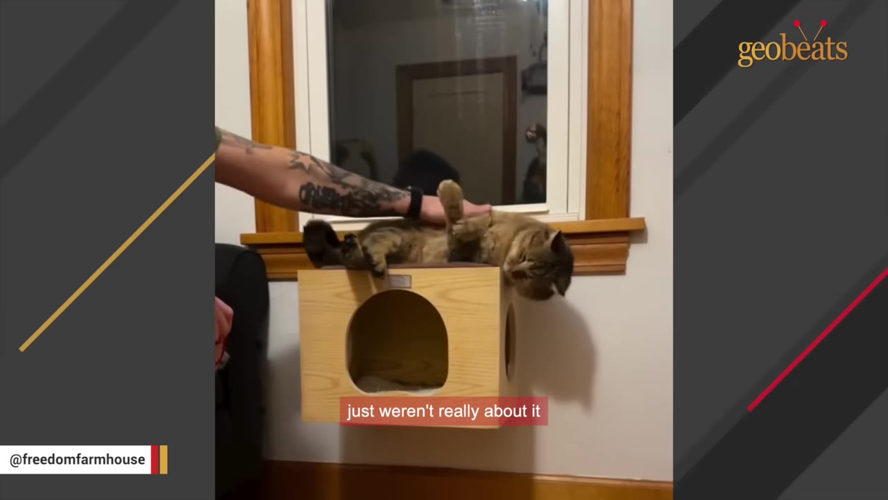 A tabby cat lies on its back on top of a wooden cat house, showing its belly while being gently petted by a person with a tattooed arm.