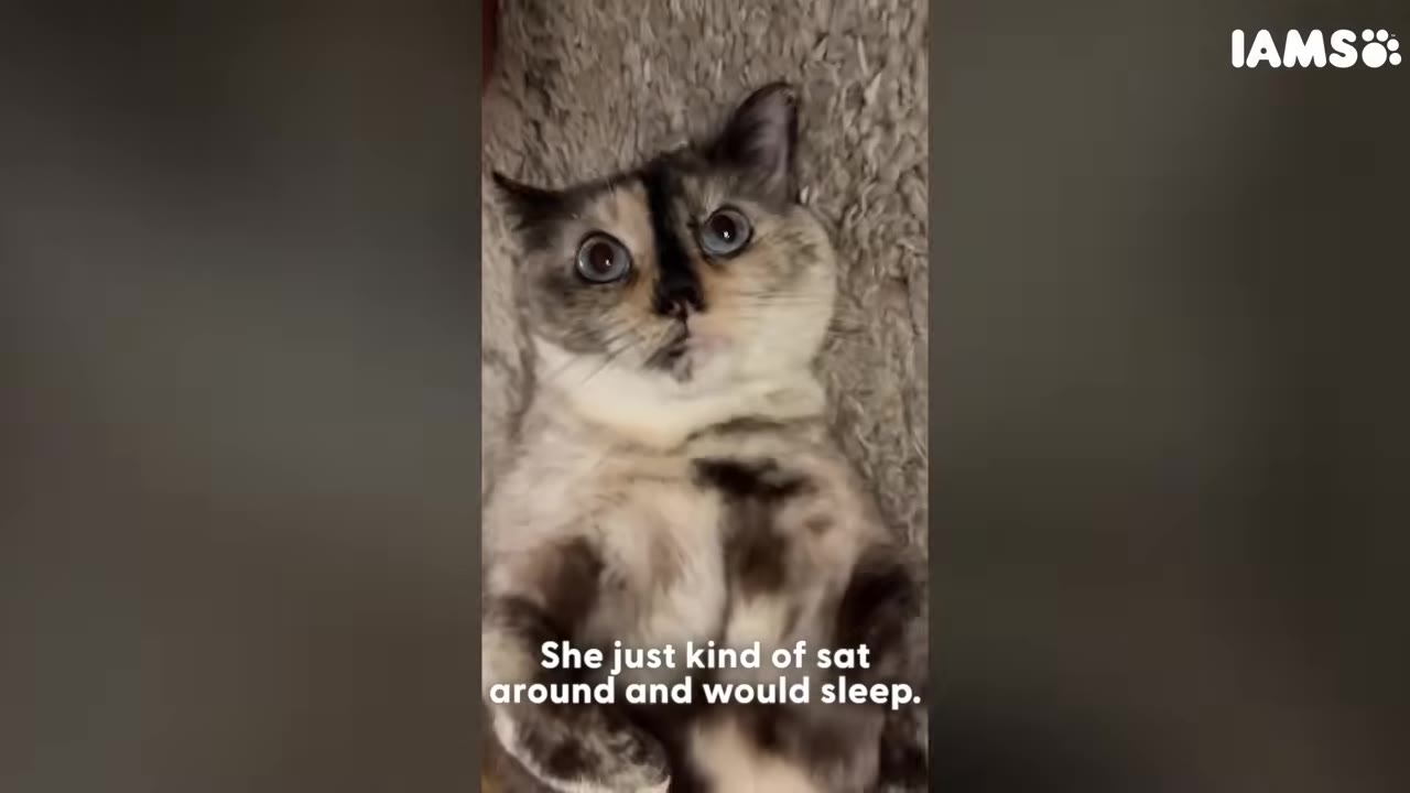 A close-up shot of a calico cat lying on its back on a textured rug, looking directly at the camera with wide eyes.