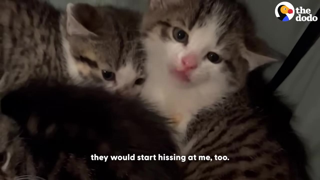 A group of small kittens huddle together, with one looking directly at the camera with a defensive expression.