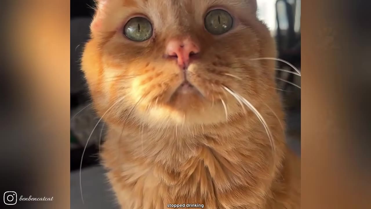 A close-up shot of an orange cat with large, sad green eyes looking directly at the camera.