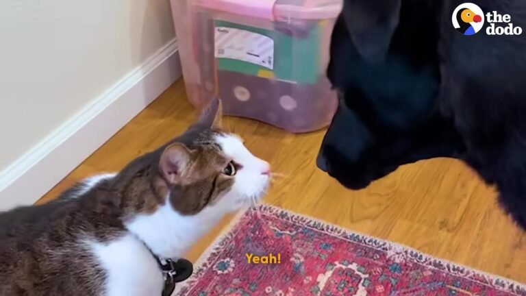 California Cat Who Thinks He’s A Dog Finally Gets The Best Friend He Always Wanted