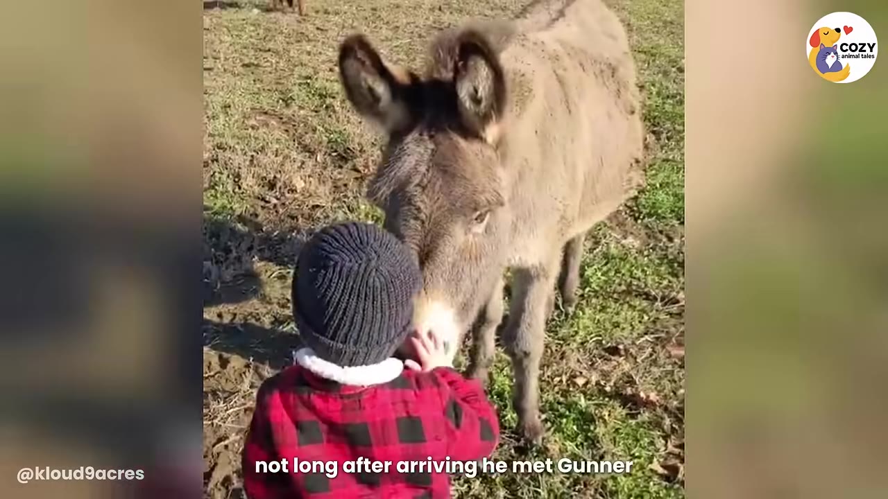 A young child wearing a red and black plaid jacket and a black knit beanie gently touches the nose of a small brown donkey in a grassy field.
