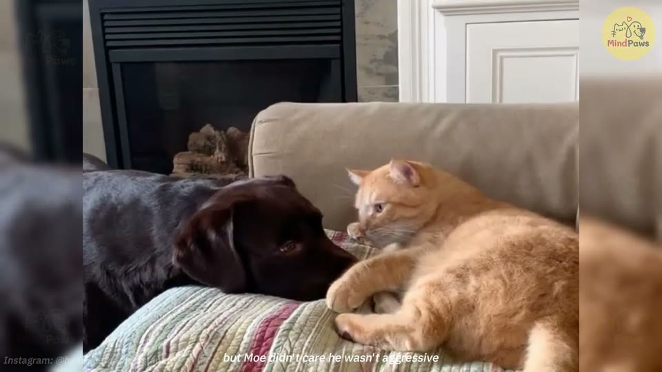 Video frame for Meeting The Roommates