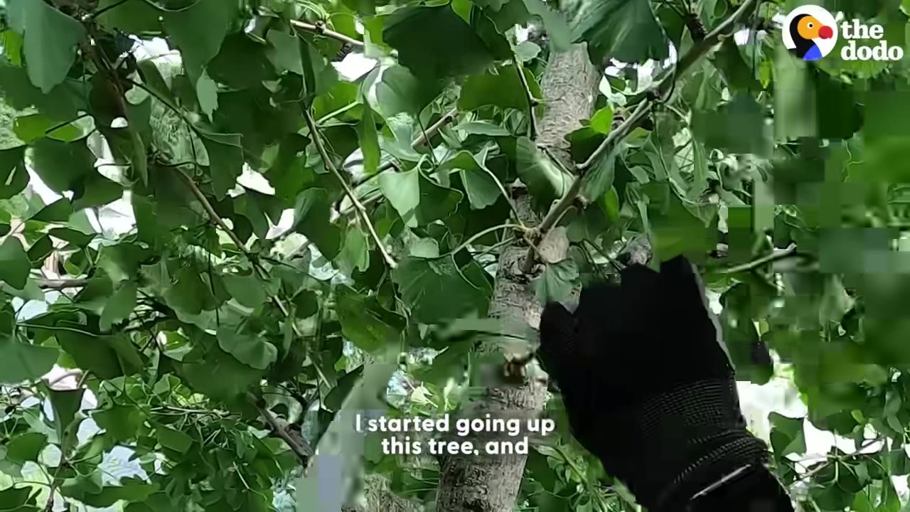A first-person view of a rescuer wearing a black glove climbing up a ginkgo tree trunk surrounded by green leaves.