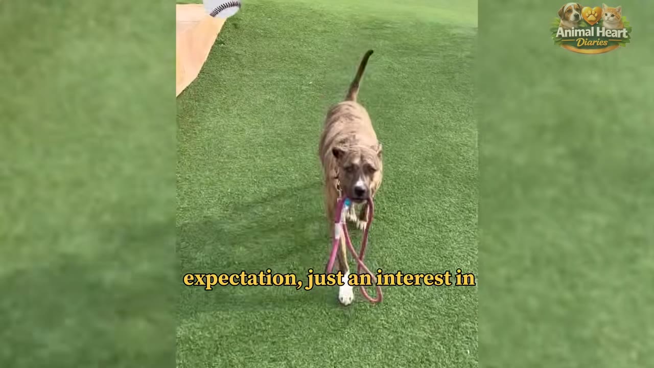 A brindle dog walks on green turf while holding its pink leash in its mouth.