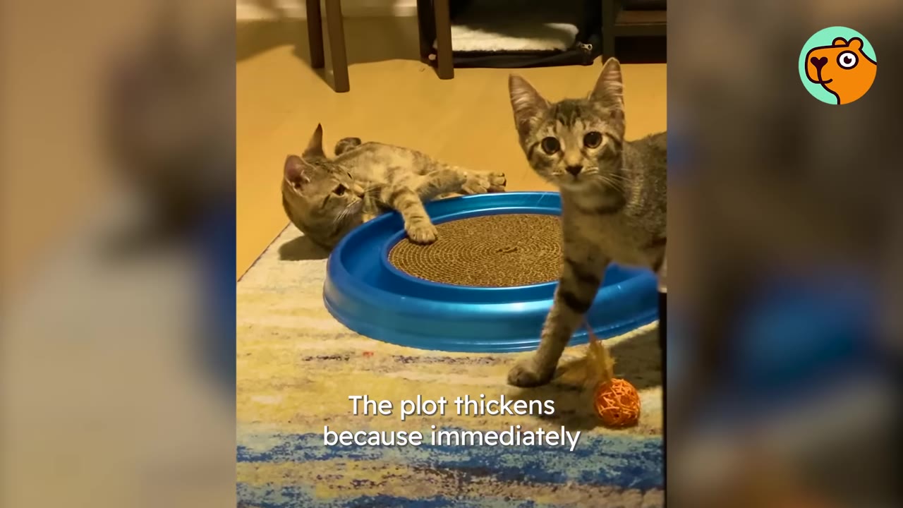 Two tabby cats in a room with a blue circular scratcher toy, with one cat lying down and the other standing and looking towards the camera.