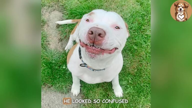 Georgia Dog Whose Owners Said They Didn’t Want Him Anymore Finds The Perfect Place To Start Over