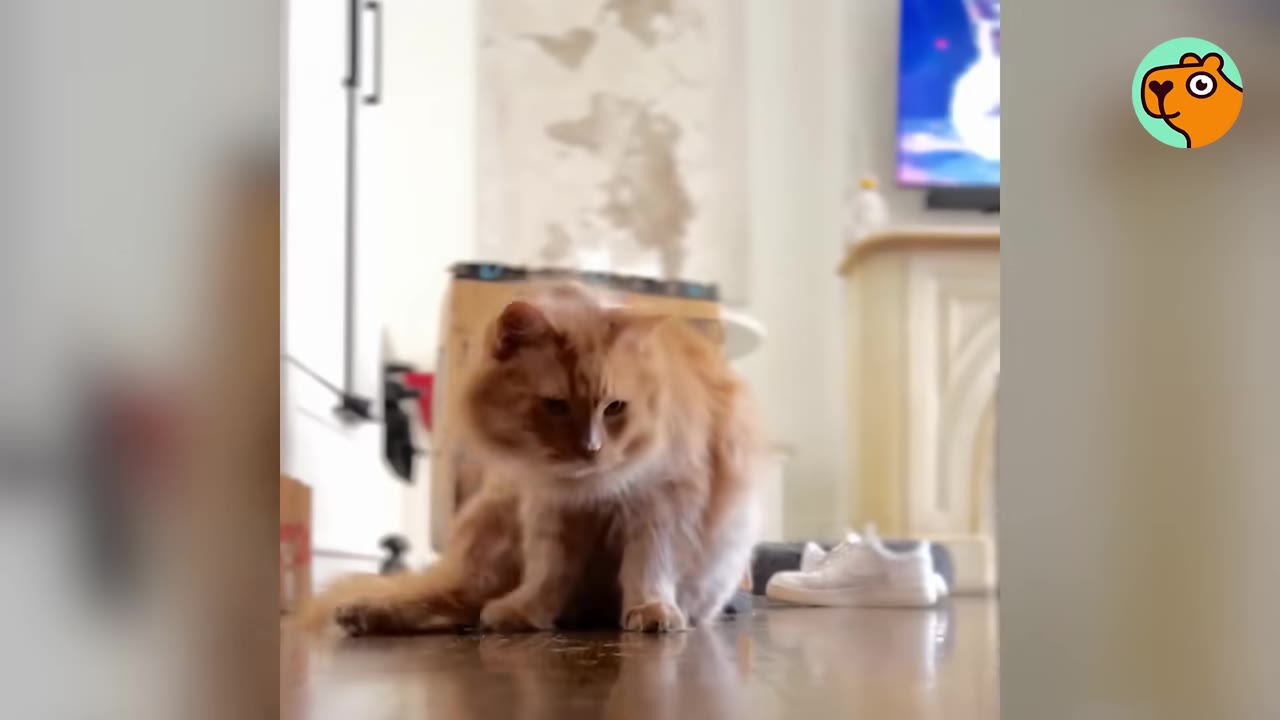 A fluffy orange cat sits alone on a wooden floor, looking downcast.