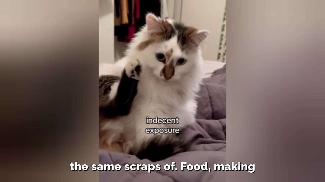 A fluffy white cat with brown patches on its head and ears sits on a purple blanket, looking directly at the camera.