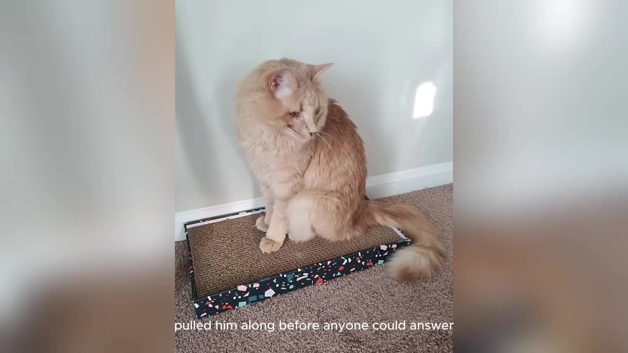 A fluffy light orange cat sits on a cardboard scratcher, looking down, showing visible scarring and healing wounds on the right side of his face.