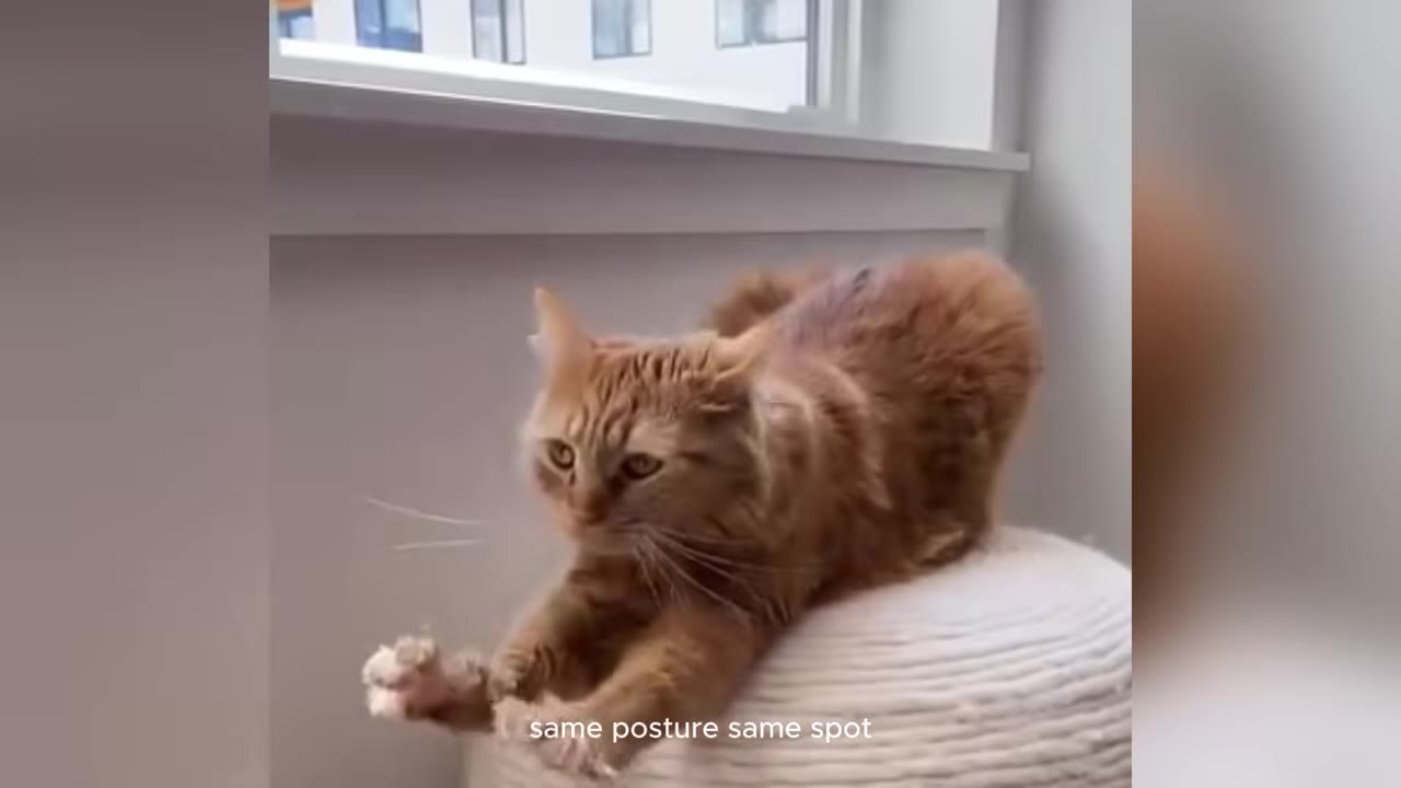 An orange cat crouches low on a white cushion near a window, stretching its front paws forward and staring intently.