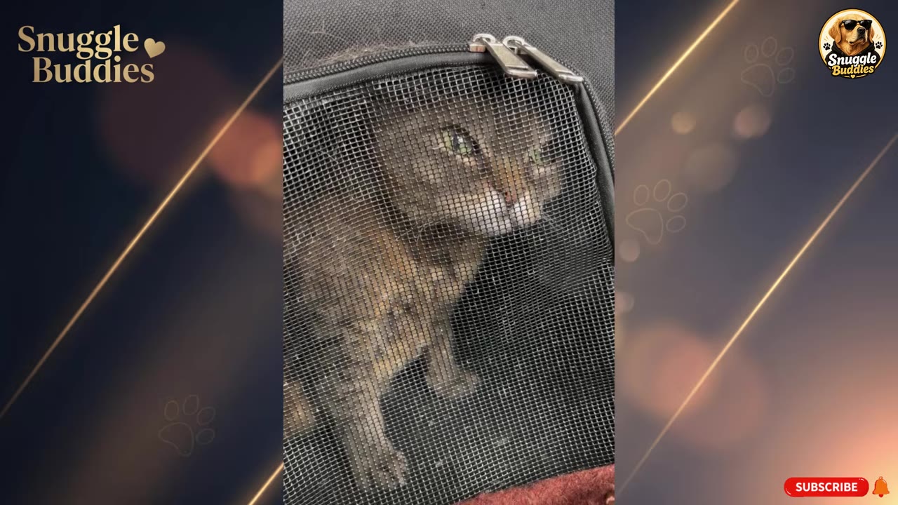 A tabby cat with green eyes looking out from behind the mesh screen of a black pet carrier bag.