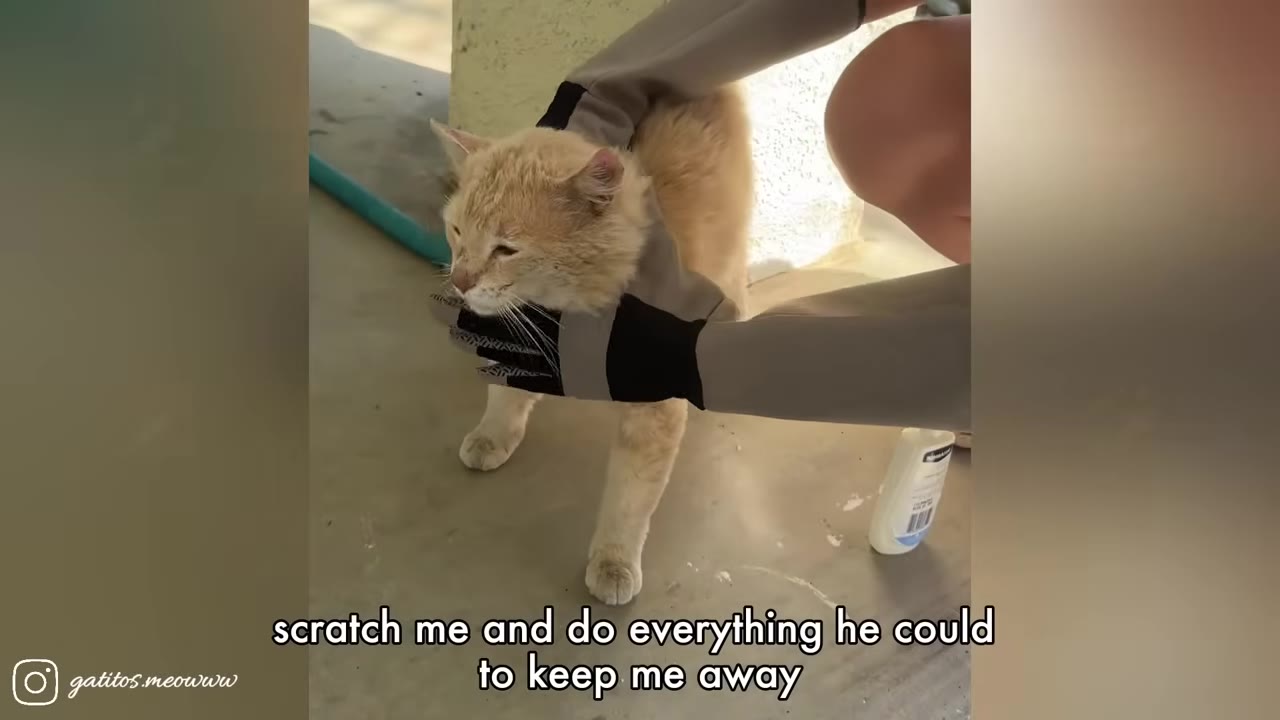 A person wearing thick grey and black protective gloves gently holds a light orange cat by its neck and head.