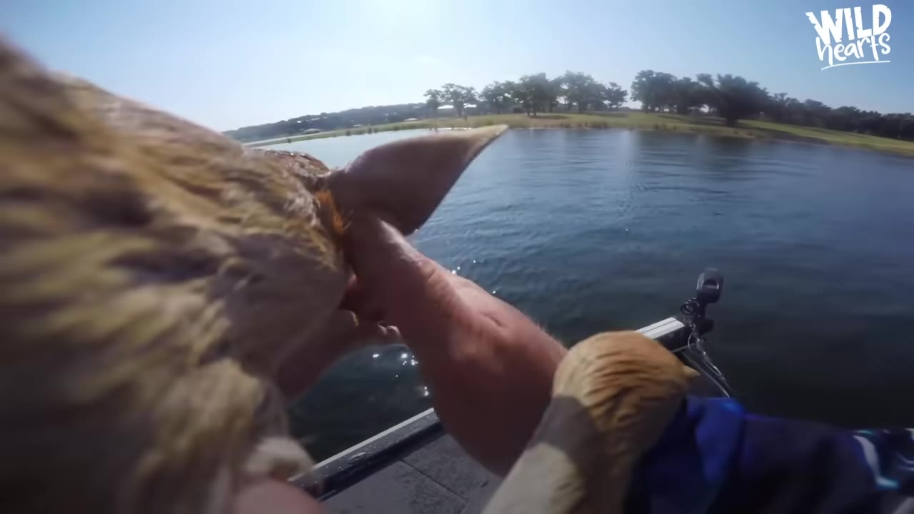 A close-up view of a person's hands gently lifting a wet baby deer out of the water and onto a boat.