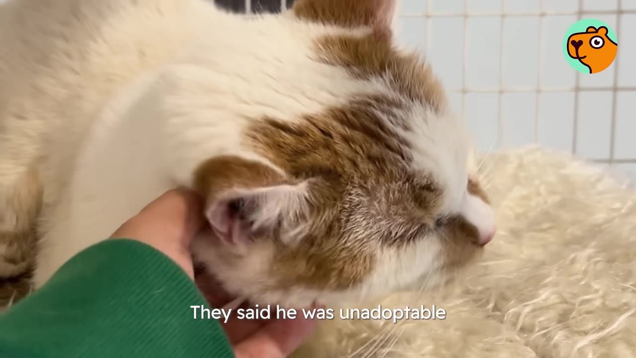 A close-up shot of a white and brown cat being gently petted under the chin by a person wearing a green sleeve, with the text 'They said he was unadoptable' displayed at the bottom.