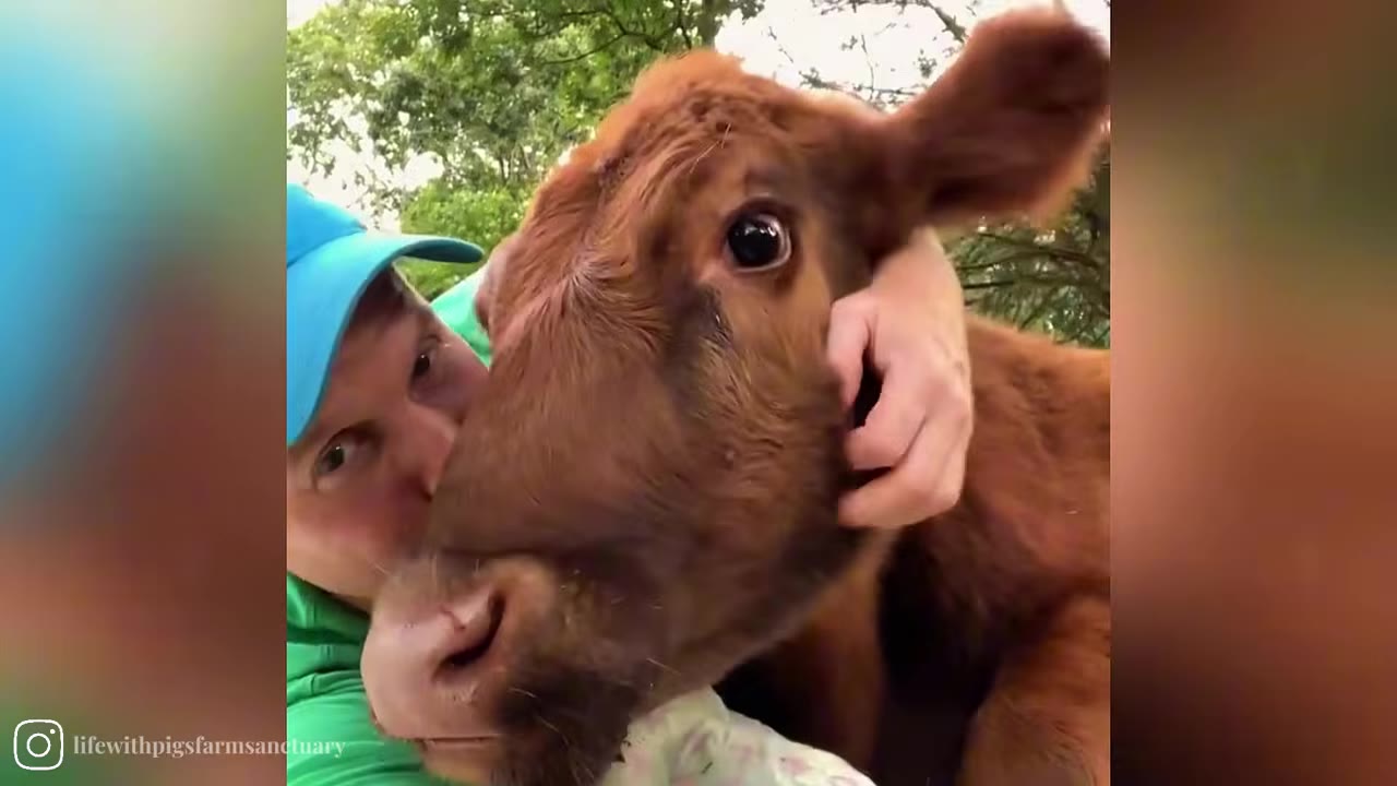 A close-up of a brown calf with wide, intense eyes being gently held by a person wearing a blue cap.