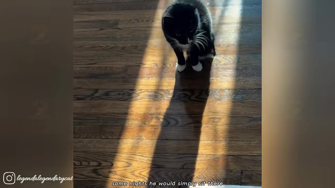 A black and white tuxedo cat sits alone on a wooden floor, illuminated by a beam of sunlight.