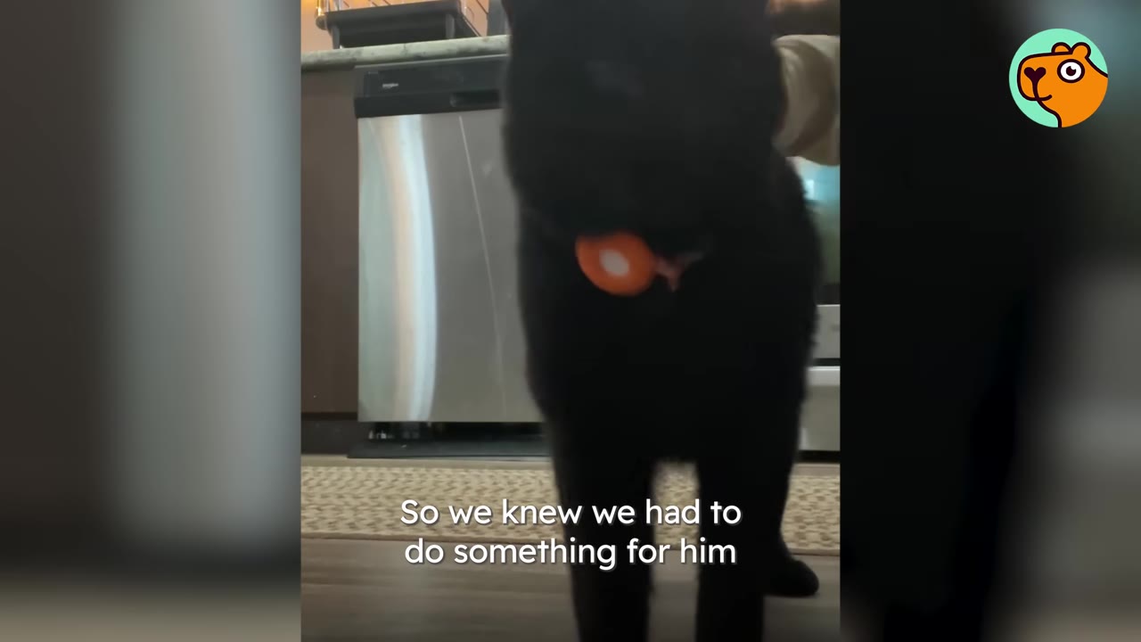 A black cat with an orange collar tag stands indoors, with a dishwasher in the background.