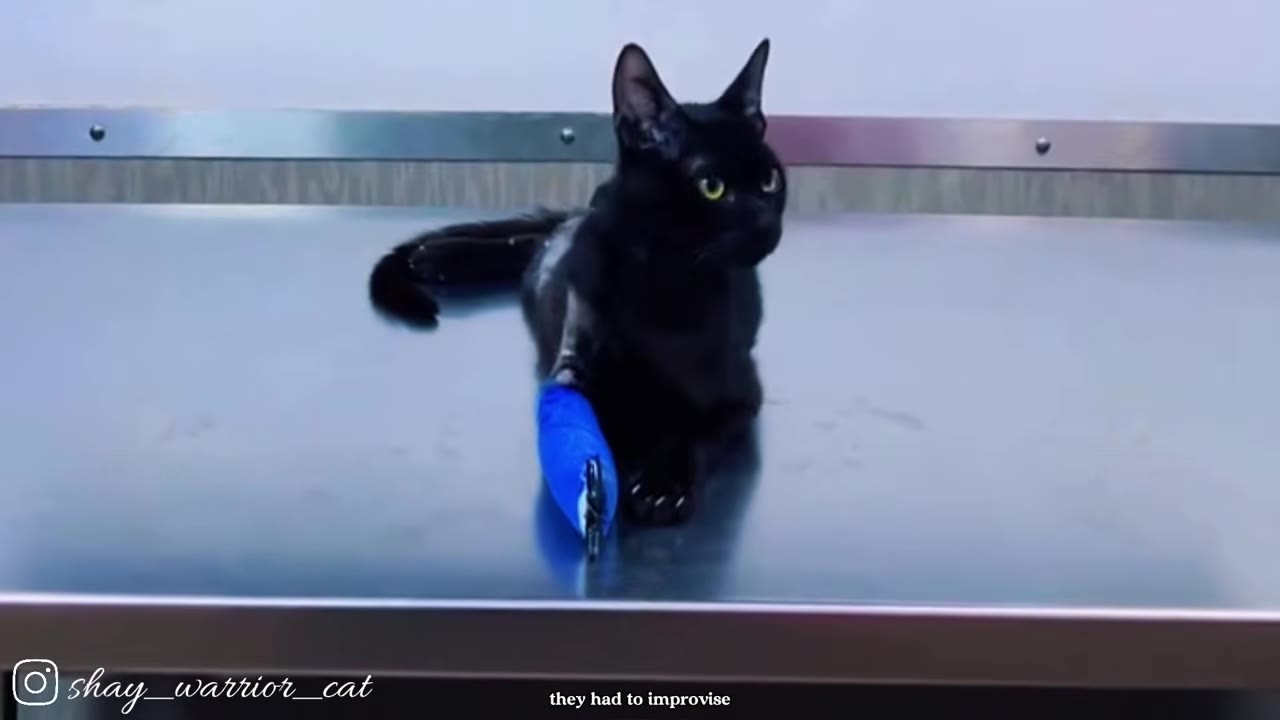 A black cat with a blue bandage on its front leg sits on a stainless steel veterinary examination table.