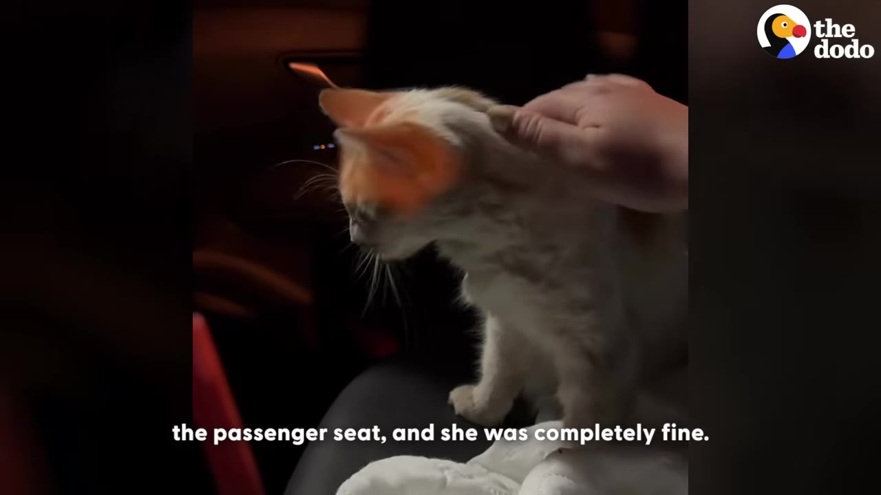 A small light orange and white kitten sitting on a black leather car seat while being gently petted on the head by a person's hand.