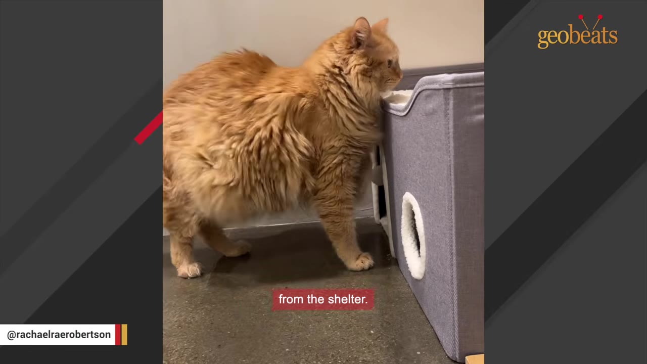 A very large, fluffy orange cat stands next to a grey fabric pet carrier on a concrete floor.