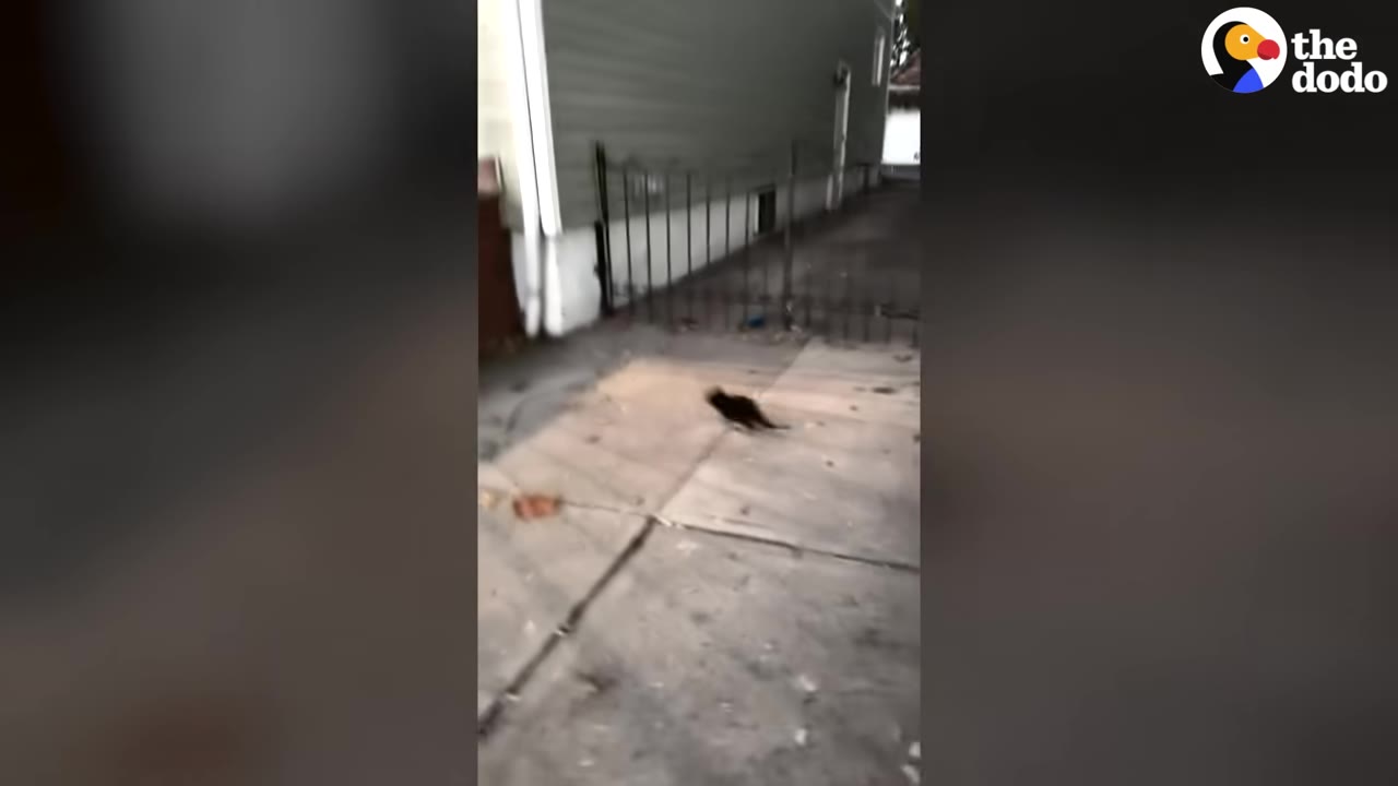 A small black cat running quickly across a concrete driveway next to a house.