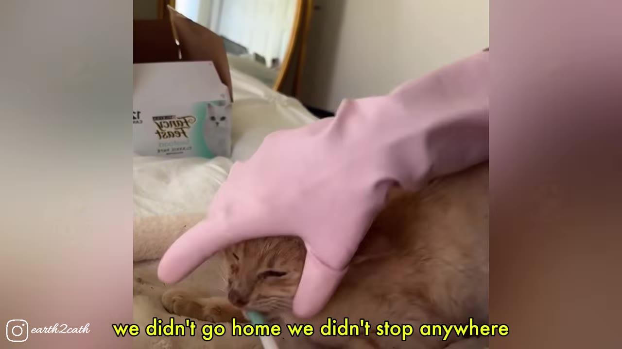 An orange cat is gently held by a person wearing pink rubber gloves, with a subtitle reading 'we didn't go home we didn't stop anywhere'.