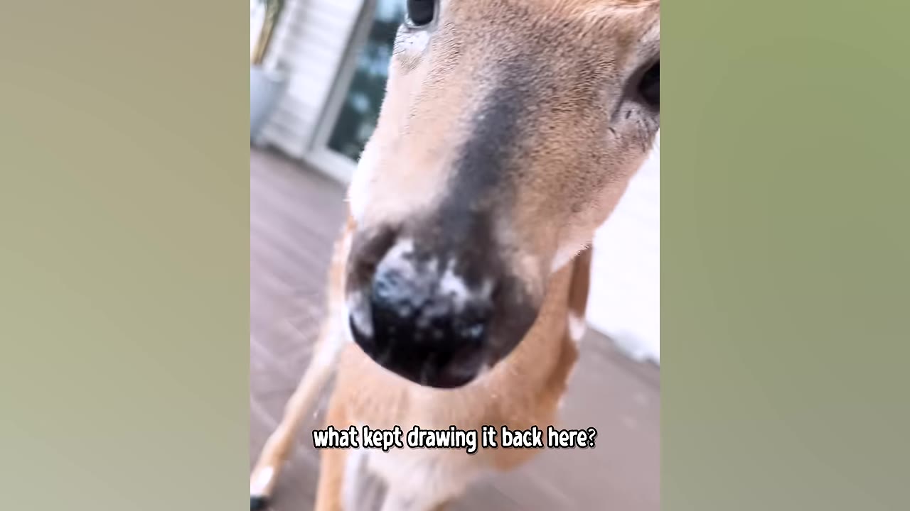 A close-up shot of a young deer's face as it looks directly into the camera on a wooden deck.