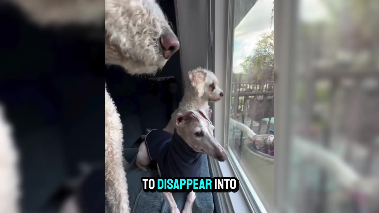 A small greyhound wearing a dark blue sweater looks out a window alongside a small white dog, while a larger fluffy dog stands partially in the foreground.