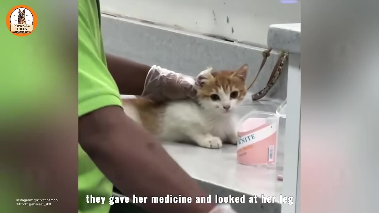 A small orange and white kitten sitting on a metal examination table at a veterinary clinic, being gently held by a person wearing a green shirt and a clear plastic glove.