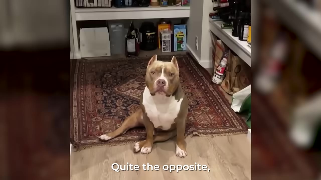 A brown and white American Bully dog sitting on a patterned rug inside a house, looking directly at the camera.