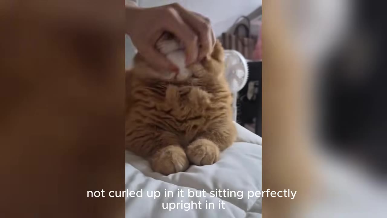 An orange Scottish Fold cat sitting upright on a white cushion while being gently petted on the head.